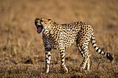 A male Cheetah (Acinonyx jubatus) in the Maasai Mara, Kenya, East Africa, Africa
