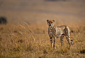 Ein männlicher Gepard (Acinonyx jubatus) in der Maasai Mara, Kenia, Ostafrika, Afrika