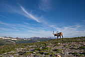 Elch (Cervus canadensis) im Rocky Mountain National Park, Colorado, Vereinigte Staaten von Amerika, Nordamerika