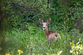 A deer (Cervidae) in a meadow in Breckenridge, Colorado, United States of America, North America