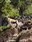 Ziege auf der Insel Nisyros, Dodekanes, Griechische Inseln, Griechenland, Europa