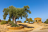 Tree and Temple of Concordia, Valle dei Templi (Valley of Temples), UNESCO World Heritage Site, Hellenic architecture, Agrigento, Sicily, Italy, Mediterranean, Europe