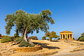 Baum und Tempel der Concordia, Valle dei Templi (Tal der Tempel), UNESCO-Weltkulturerbe, hellenische Architektur, Agrigento, Sizilien, Italien, Mittelmeer, Europa