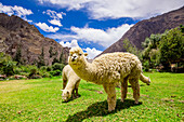 Alpaka in Ollantaytambo, Peru, Südamerika