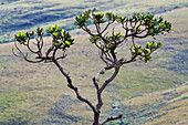 Cerrado-Baum, Serra da Canastra, Minas Gerais, Brasilien, Südamerika