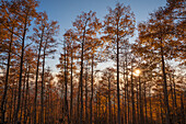 Usa, New Mexico, Santa Fe, Espenbäume in Herbstfarben in den Sangre De Cristo Mountains bei Sonnenuntergang