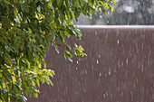 Usa, New Mexico, Santa Fe, Rain falling on leaves and adobe wall in High Desert