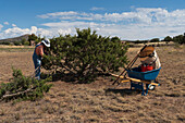 USA, New Mexico, Sante, Frau beschneidet Wacholderbaum in Wüstenlandschaft