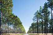 USA, North Carolina, Hampstead, Fire road in forest of Longleaf Pine trees