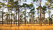 USA, North Carolina, Hampstead, Wald von Longleaf Pine Bäumen