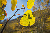 USA, Idaho, Close-up of yellow Aspen leaf in Fall at Sun Valley