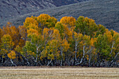 USA, Idaho, Bellevue, Bäume und Feld im Herbst bei Sun Valley