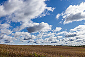 Wolken über einem Maisfeld im Herbst