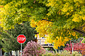 USA, Idaho, Bellevue, Stoppschild und Bäume im Herbst in der Nähe von Sun Valley