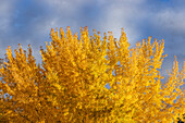 USA, Idaho, Bellevue, Tree with golden fall leaves against sky
