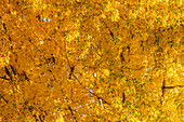 USA, Idaho, Bellevue, Close-up of tree with golden fall leaves