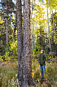 USA, New Mexico, Junge schaut auf hohen Baum im Santa Fe National Forest