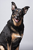 Studio-Porträt eines Deutschen Schäferhundes gemischter Rasse