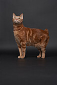 Studio portrait of ginger cat