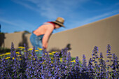 USA, New Mexico, Santa Fe, Lila Blumen im Garten, Frau mit Strohhut und Jeans-Overall im Hintergrund