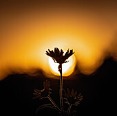 Silhouette einer Wildblume gegen den Himmel bei Sonnenuntergang