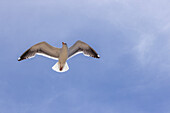 Low angle view of a seagull in flight 