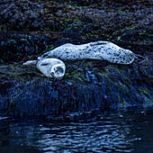 Seelöwen ruhen auf felsigen Landzungen außerhalb des Hafens von Depoe Bay