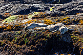 Sea lions rest on rocky headlands 