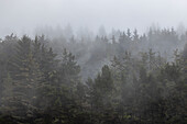 USA, Oregon, Coos Bay, Fog over pine trees in forest 