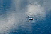 Trompeterschwan (Cygnus Buccinator) schwimmt auf der Seeoberfläche