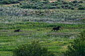 Cow moose (Alces Alces) and calf moose running across meadow