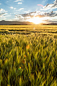 Sonnenaufgang über Getreidefeldern
