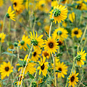 Clump of sunflowers blooming on summer day