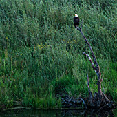 Weißkopfseeadler sitzt in einem toten Baum über einem Bach