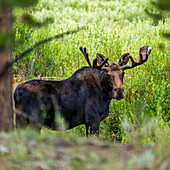 Bull moose grazing in wetlands 