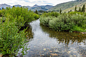 USA, Idaho, Sun Valley, Quiet back country creek among bushes