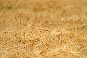 Close-up of grain crops awaiting harvest