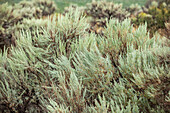 Close-up of wild green sage