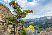 USA, Idaho, Hailey, Wildflowers and tree along Carbonate Mountain trail