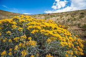 USA, Idaho, Hailey, Gelbe Wildblumen entlang des Carbonate Mountain Trail