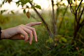 Nahaufnahme einer Frau, die mit dem Finger ein Spinnennetz berührt