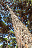 Majestic Stone Pine in Huelva, Spain Under Daylight