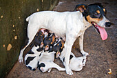 Bodeguero Dog Nursing Puppies in Sevilla
