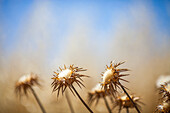 Thistles Against a Blue Sky in Andalucia