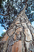 Majestic Stone Pine in Huelva, Spain Under Daylight