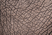 Detail of the skin of an African elephant, Loxodonta Africana. Botswana