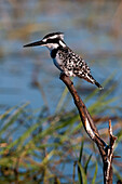 A pied kingfisher, Ceryle Rudis, perched at the river side. Chobe River, Chobe National Park, Kasane, Botswana.