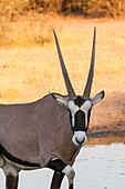 Porträt eines Gemsbocks, Oryx gazella, der in die Kamera schaut. Zentral Kalahari Wildreservat, Botswana.