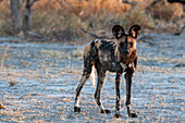 Porträt eines vom Aussterben bedrohten afrikanischen Wildhundes, des Kap-Jagdhundes oder Malwolfs, Lycaon pictus. Nxai Pan National Park, Botsuana.