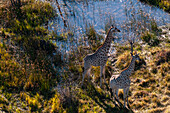 Luftaufnahme von zwei südlichen Giraffen, Giraffa camelopardalis. Okavango-Delta, Botsuana.